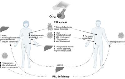 Metabolic effects of prolactin